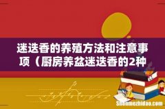 厨房养盆迷迭香的2种方法 迷迭香的养殖方法和注意事项