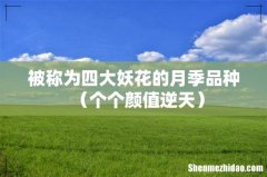 个个颜值逆天 被称为四大妖花的月季品种
