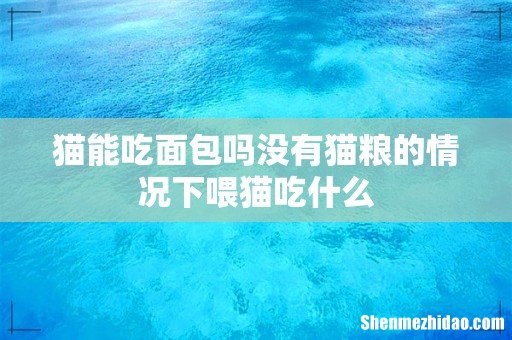 猫能吃面包吗没有猫粮的情况下喂猫吃什么