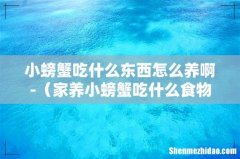 家养小螃蟹吃什么食物 小螃蟹吃什么东西怎么养啊-