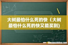 大树最怕什么死的快（大树最怕什么死的快又能买到)