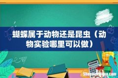 动物实验哪里可以做 蝴蝶属于动物还是昆虫