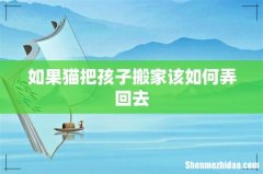 如果猫把孩子搬家该如何弄回去