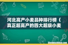 真正超高产的四大超级小麦 河北高产小麦品种排行榜