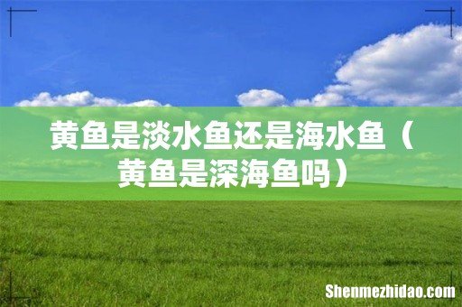 黄鱼是深海鱼吗 黄鱼是淡水鱼还是海水鱼