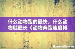 动物奔跑速度排行 什么动物跑的最快，什么动物腿最长