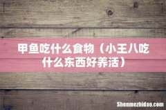 小王八吃什么东西好养活 甲鱼吃什么食物