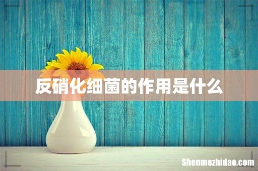 反硝化细菌的作用是什么