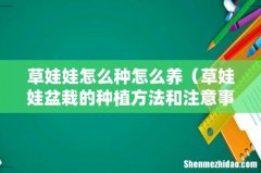 草娃娃盆栽的种植方法和注意事项 草娃娃怎么种怎么养