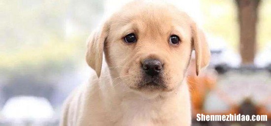 狗自愈能力为什么 狗自愈时为什么不吃不喝