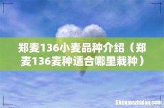 郑麦136麦种适合哪里栽种 郑麦136小麦品种介绍