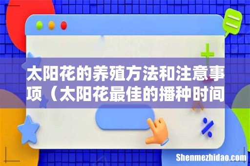 太阳花最佳的播种时间 太阳花的养殖方法和注意事项