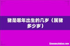 属猪多少岁 猪是哪年出生的几岁