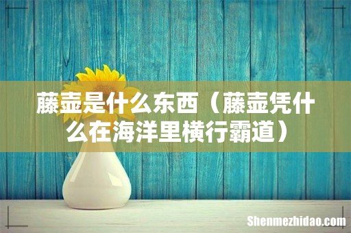 藤壶凭什么在海洋里横行霸道 藤壶是什么东西
