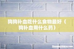 狗补血用什么药 狗狗补血吃什么食物最好