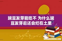 豌豆发芽能吃不 为什么豌豆发芽后还会烂在土里