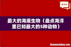 盘点海洋里已知最大的5种动物 最大的海底生物