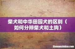 如何分辨柴犬和土狗 柴犬和中华田园犬的区别