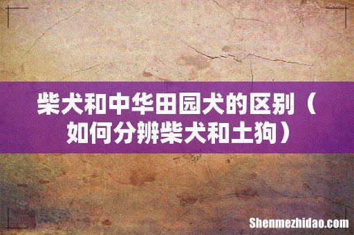 如何分辨柴犬和土狗 柴犬和中华田园犬的区别
