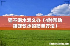 4种帮助猫咪饮水的简单方法 猫不喝水怎么办
