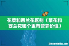 菜花和西兰花哪个更有营养价值 花菜和西兰花区别