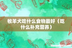 吃什么补充营养 牧羊犬吃什么食物最好