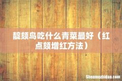 红点颏增红方法 靛颏鸟吃什么青菜最好