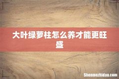 大叶绿萝柱怎么养才能更旺盛