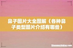 各种鼻子类型图片介绍有哪些 鼻子图片大全图解