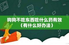有什么好办法 狗狗不吃东西吃什么药有效