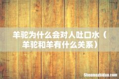羊驼和羊有什么关系 羊驼为什么会对人吐口水