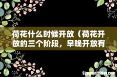 荷花开放的三个阶段，早晚开放有何规律 荷花什么时候开放
