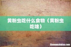 黄粉虫吃啥 黄粉虫吃什么食物