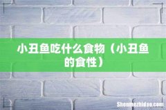 小丑鱼的食性 小丑鱼吃什么食物