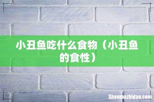 小丑鱼的食性 小丑鱼吃什么食物