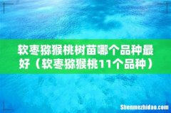 软枣猕猴桃11个品种 软枣猕猴桃树苗哪个品种最好