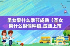 圣女果什么时候种植,成熟上市时间 圣女果什么季节成熟