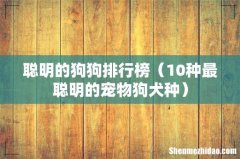 10种最聪明的宠物狗犬种 聪明的狗狗排行榜