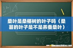 桑葚的叶子是不是养蚕桑叶 桑叶是桑椹树的叶子吗