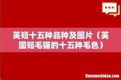 英国短毛猫的十五种毛色 英短十五种品种及图片