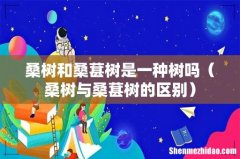 桑树与桑葚树的区别 桑树和桑葚树是一种树吗