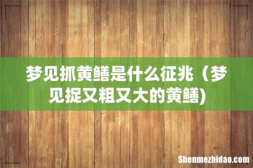 梦见抓黄鳝是什么征兆(梦见捉又粗又大的黄鳝)
