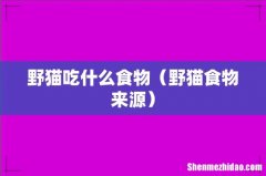 野猫食物来源 野猫吃什么食物