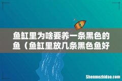 鱼缸里放几条黑色鱼好 鱼缸里为啥要养一条黑色的鱼