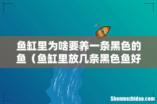 鱼缸里放几条黑色鱼好 鱼缸里为啥要养一条黑色的鱼