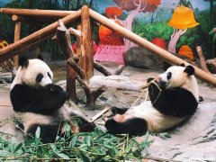 足游是什么意思是什么意思是什么动物