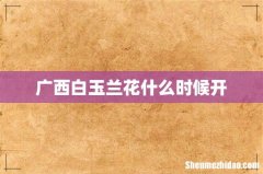 广西白玉兰花什么时候开