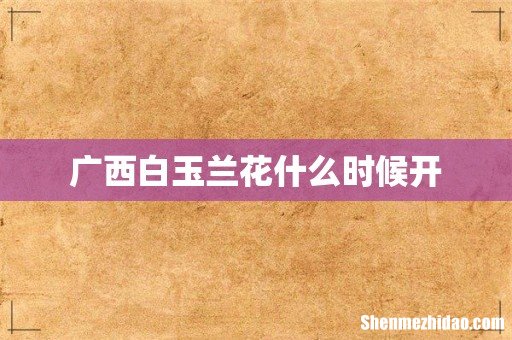 广西白玉兰花什么时候开