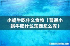 普通小蜗牛吃什么东西怎么养 小蜗牛吃什么食物