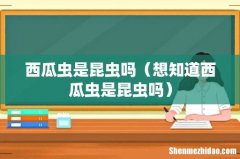 想知道西瓜虫是昆虫吗 西瓜虫是昆虫吗